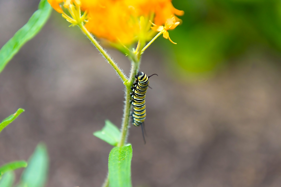 monarch catepillar swamp milkweed